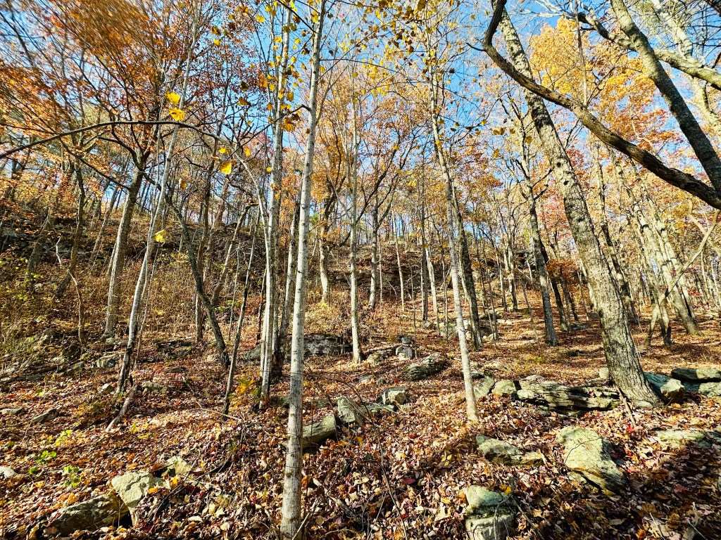 View of ridge where we are building a passive house in Dunlap, Tennessee. Picture by Happy Vegan Campers.