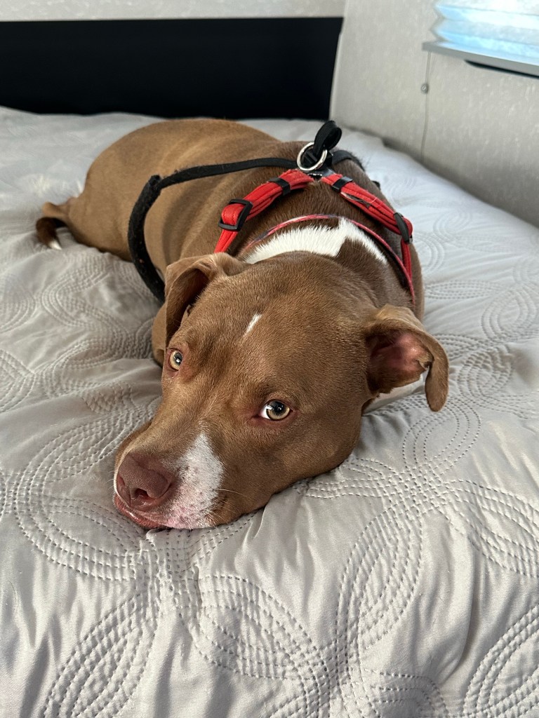 Marcel relaxing at R and R RV Campground in Dunlap, Tennessee. Picture by Happy Vegan Campers.