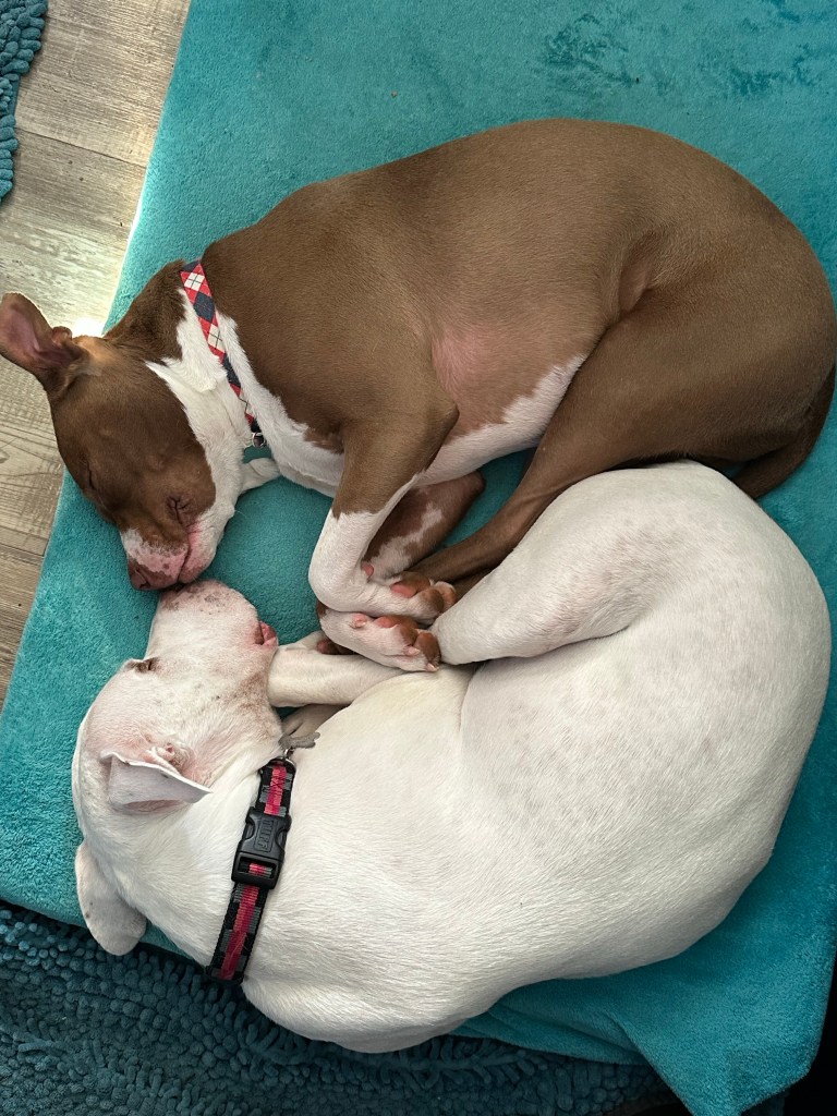 Peter and Marcel cuddling. Picture by Happy Vegan Campers.