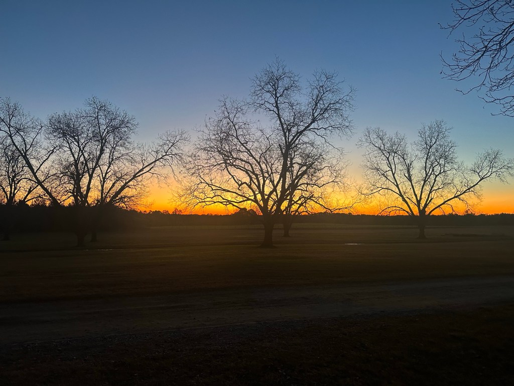 Pecan field at Southern Trails RV Resort in Unadilla, Georgia. Picture by Happy Vegan Campers.