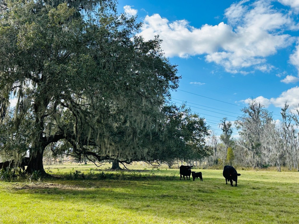 Thousand Trails Three Flags in Wildwood, Florida. Picture by Happy Vegan Campers.