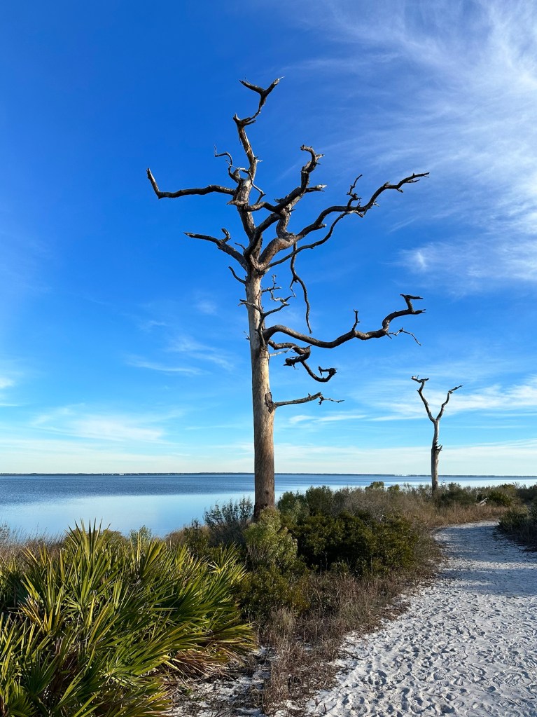 Trail at T.H. Memorial St. Joseph Peninsula State Park in Port St. Joe, Florida. Picture by Happy Vegan Campers.