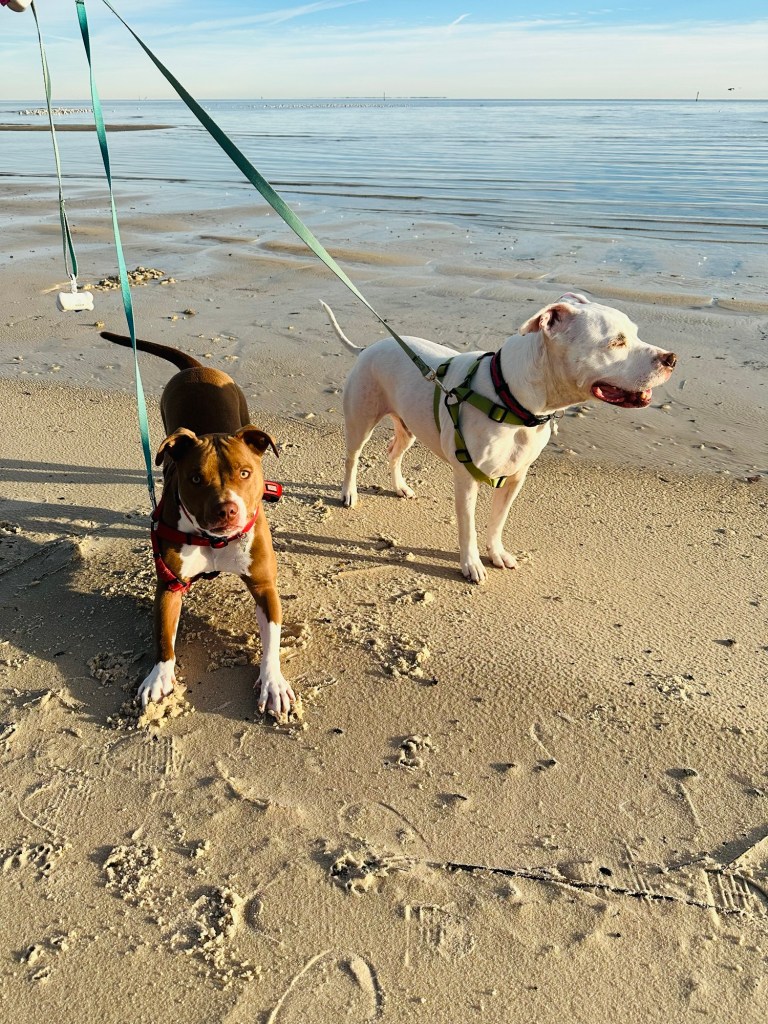 Marcel and Peter on gulf beach in Pass Christian, Mississippi. Picture by Happy Vegan Campers.