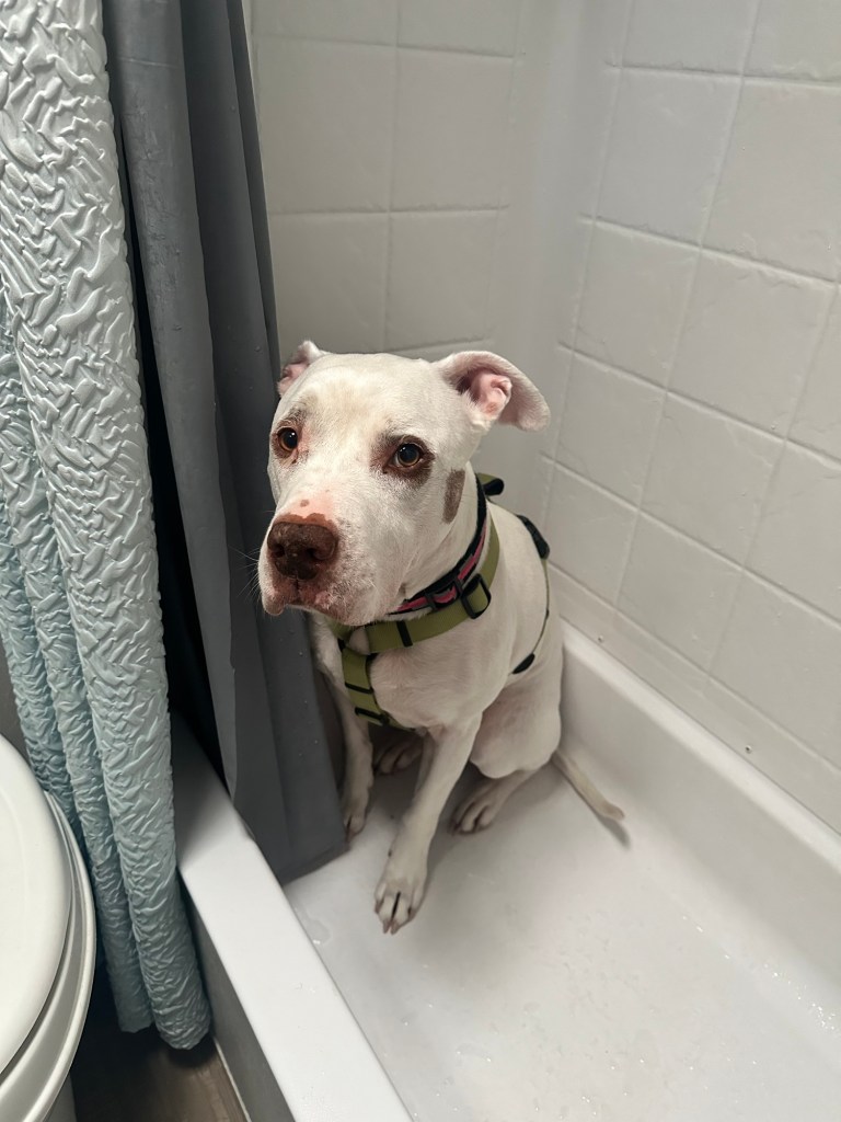 Peter scared in bathtub. Picture by Happy Vegan Campers.