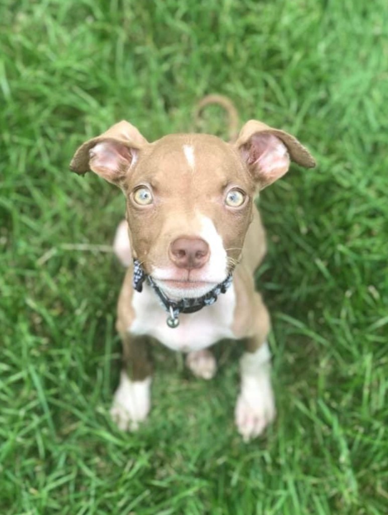 Marcel as puppy. Picture by Marcel's foster mom.
