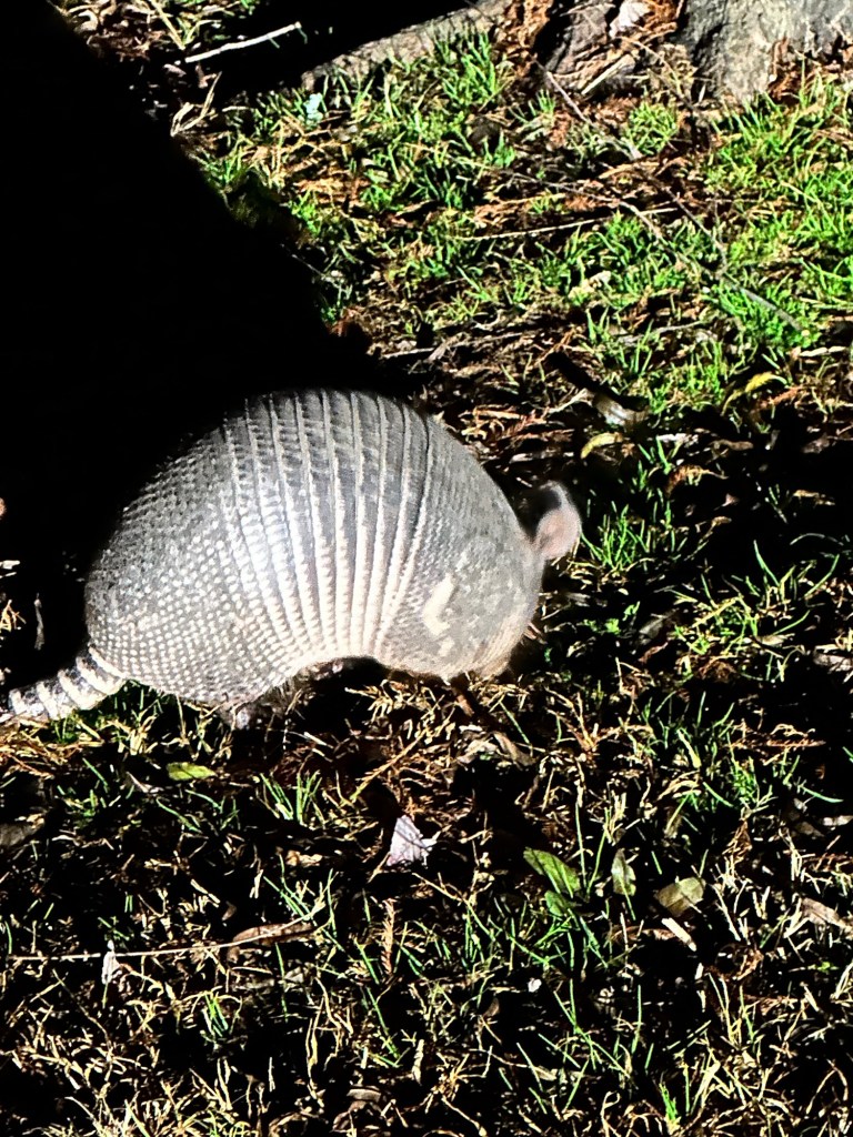 Armadillo at Bayou Segnette State Park in Westwego, Louisiana. Picture by Happy Vegan Campers.
