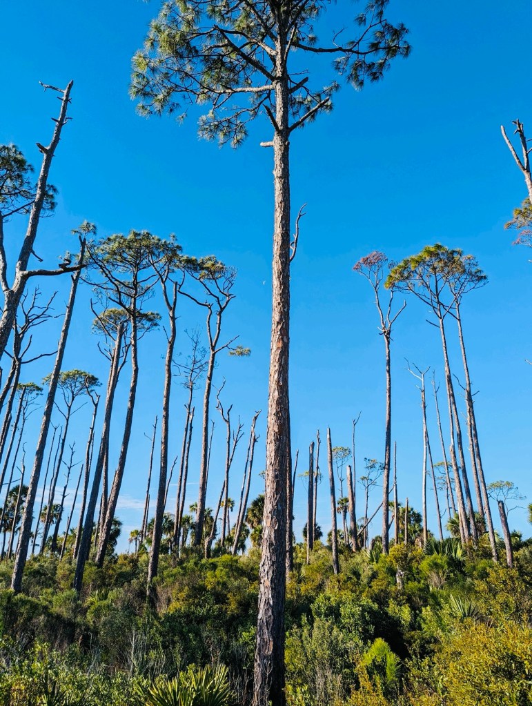 St. Joseph Peninsula State Park in Port St. Joe, Florida. Picture by Happy Vegan Campers.