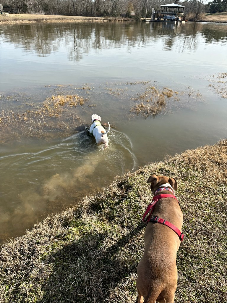 Peter and Marcel at “dog island” at Lake Conroe Lake RV & Camping Resort in Willis, Texas. Picture by Happy Vegan Campers.