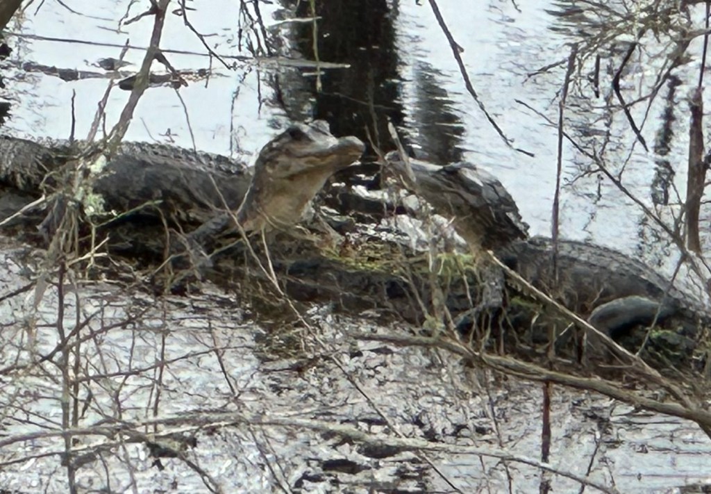 Alligators at Brazos Bend State Park in Needville, Texas. Picture by Happy Vegan Campers.