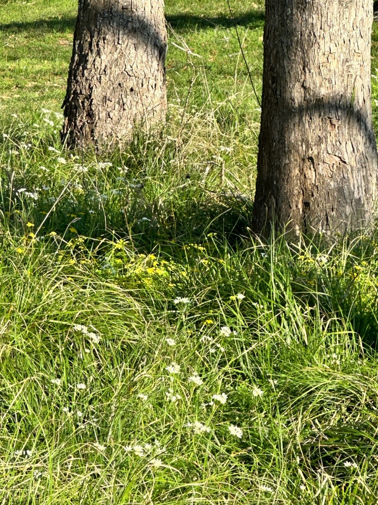 Flowers at Brazos Bend State Park in Needville, Texas. Picture by Happy Vegan Campers.