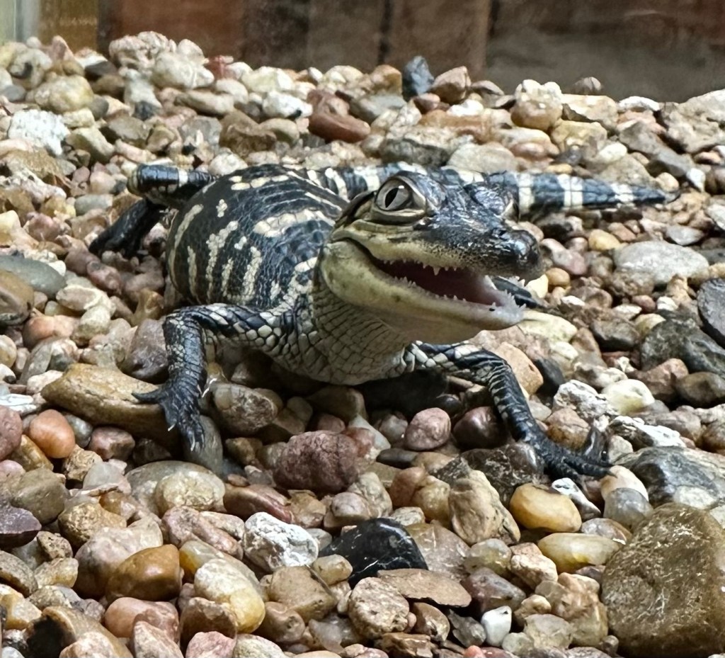 Hatching alligator at Brazos Bend State Park in Needville, Texas. Picture by Happy Vegan Campers.