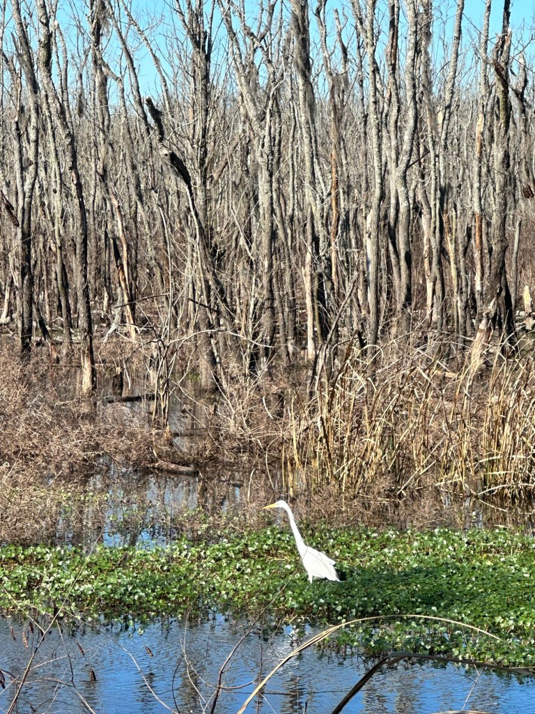 Bird at Brazos Bend State Park in Needville, Texas. Picture by Happy Vegan Campers.