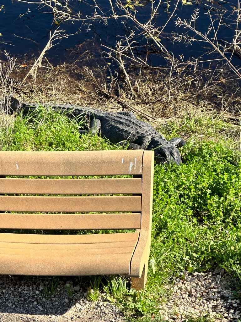 Alligator at Brazos Bend State Park in Needville, Texas. Picture by Happy Vegan Campers.
