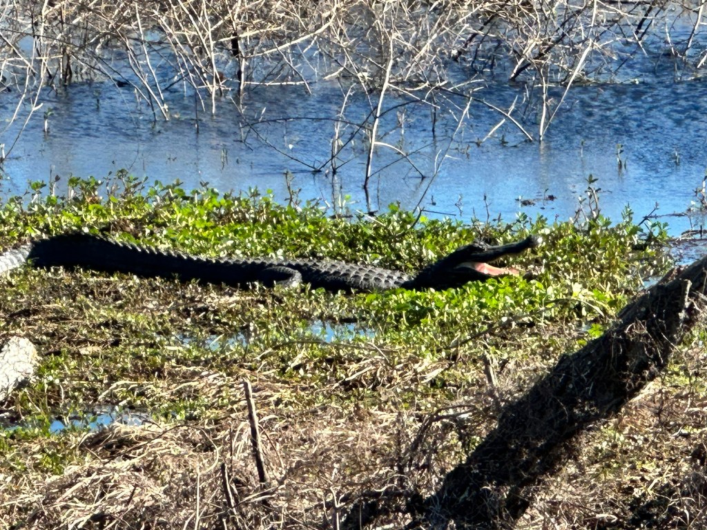 Alligator at Brazos Bend State Park in Needville, Texas. Picture by Happy Vegan Campers.