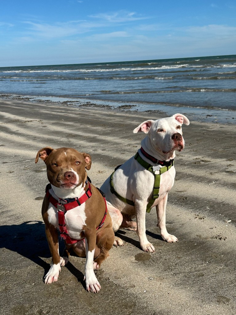 Peter and Marcel at beach in Galveston, Texas. Picture by Happy Vegan Campers.
