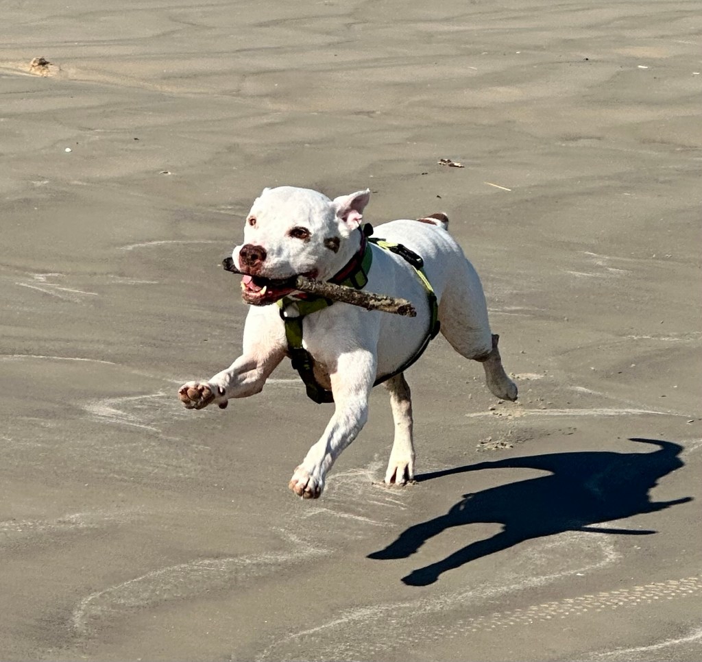 Peter playing at beach in Galveston, Texas. Picture by Happy Vegan Campers.