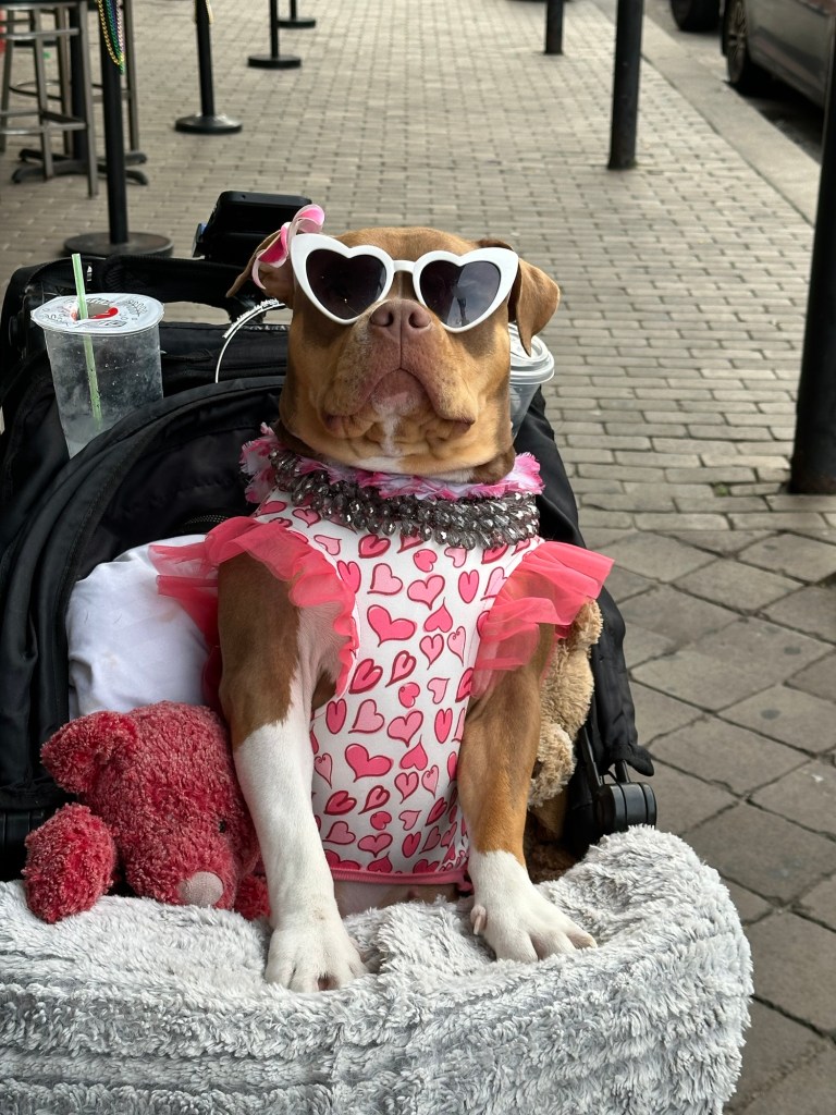 Dog in stroller in Galveston, Texas. Picture by Happy Vegan Campers.