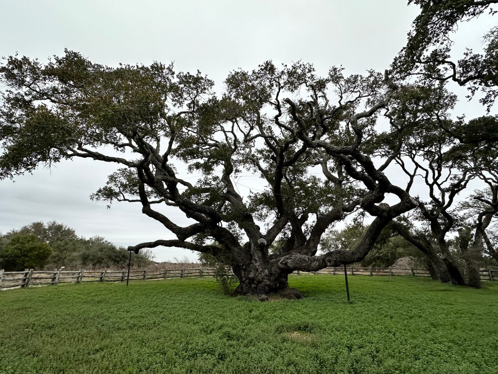 The Big Tree at Goose Island State Park in Rockport, Texas. Picture by Happy Vegan Campers.