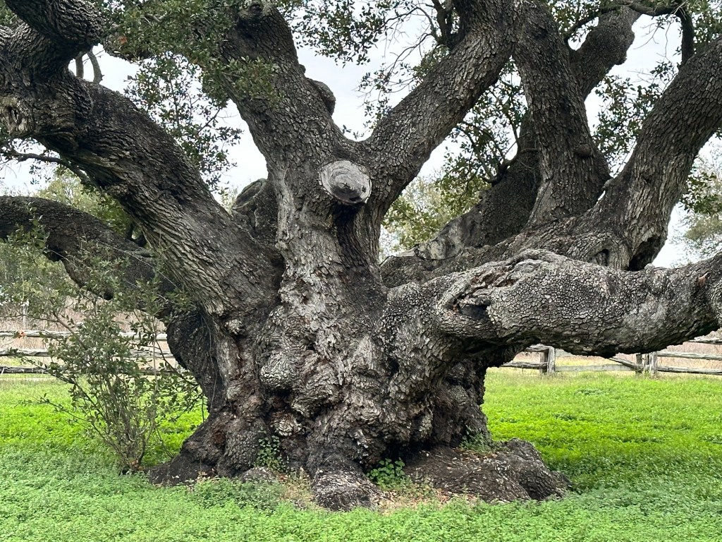 The Big Tree at Goose Island State Park in Rockport, Texas. Picture by Happy Vegan Campers.