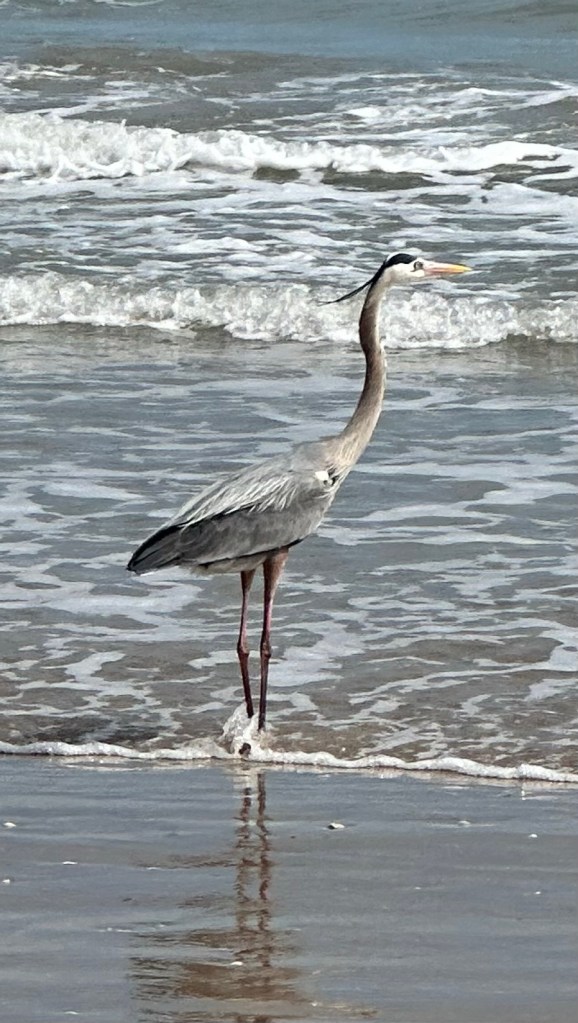 Bird on Gulf coast in Texas near Mexican border. Picture by Happy Vegan Campers.