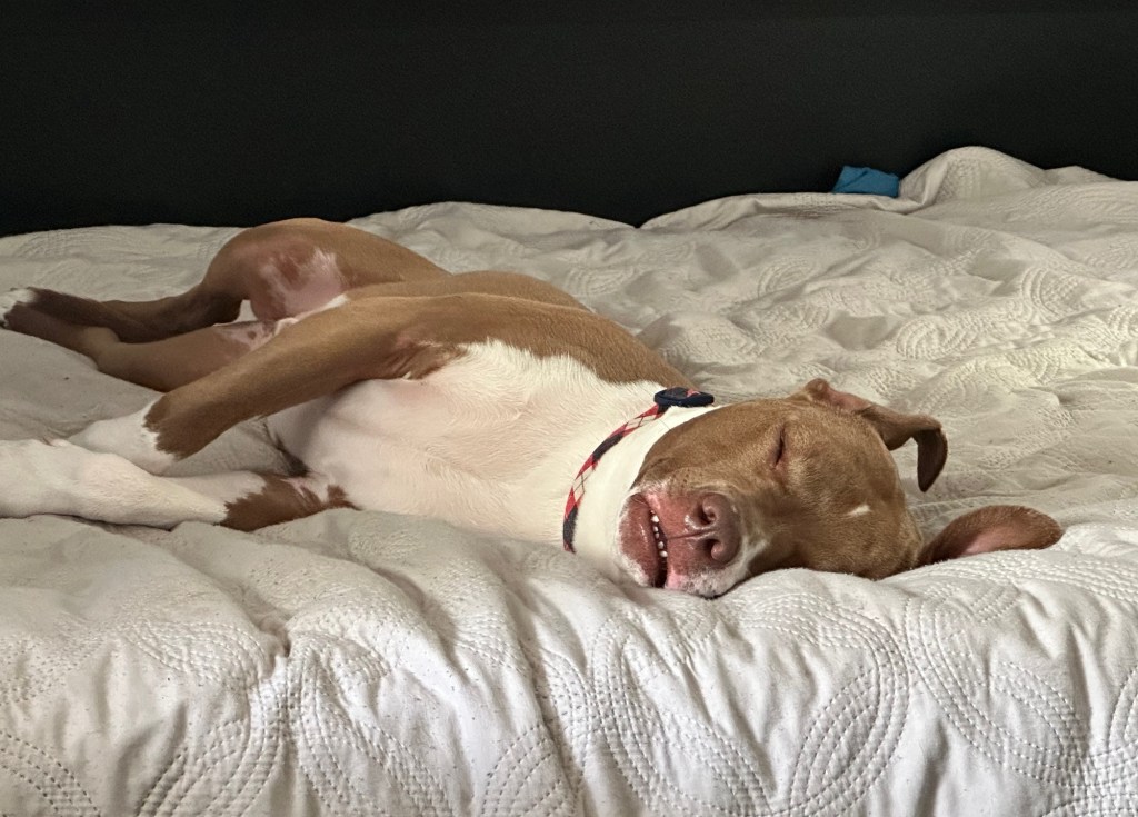 Happy Vegan Campers dog sleeping