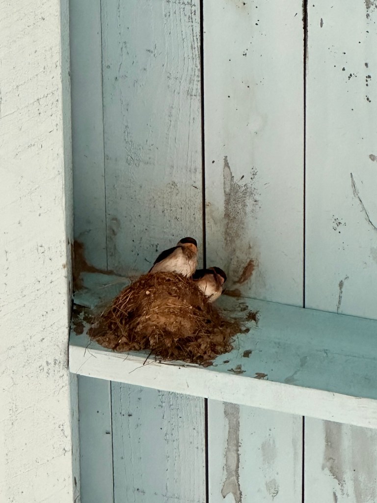Barn Swallows at Port Aransas Nature Preserve in Port Aransas, Texas. Picture by Happy Vegan Campers.