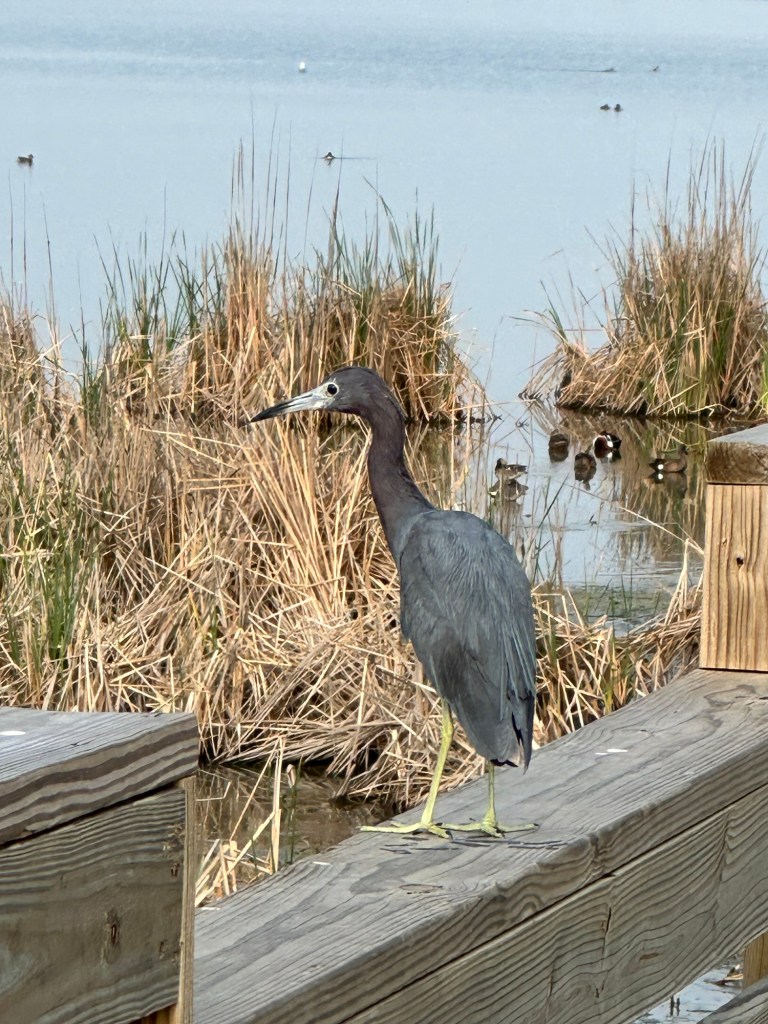 Little Blue Heron at Port Aransas Nature Preserve in Port Aransas, Texas. Picture by Happy Vegan Campers.