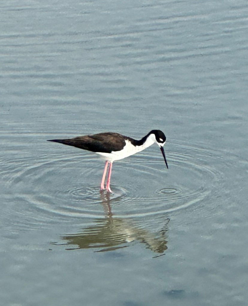 Black Necked Stilt at Port Aransas Nature Preserve in Port Aransas, Texas. Picture by Happy Vegan Campers.