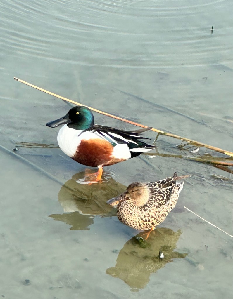 Northern Shoveler at Port Aransas Nature Preserve in Port Aransas, Texas. Picture by Happy Vegan Campers.