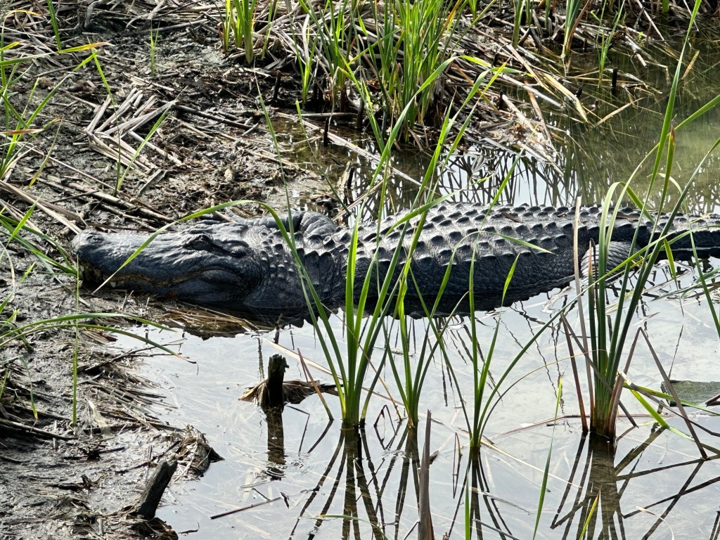 Boots the alligator at Port Aransas Nature Preserve in Port Aransas, Texas. Picture by Happy Vegan Campers.