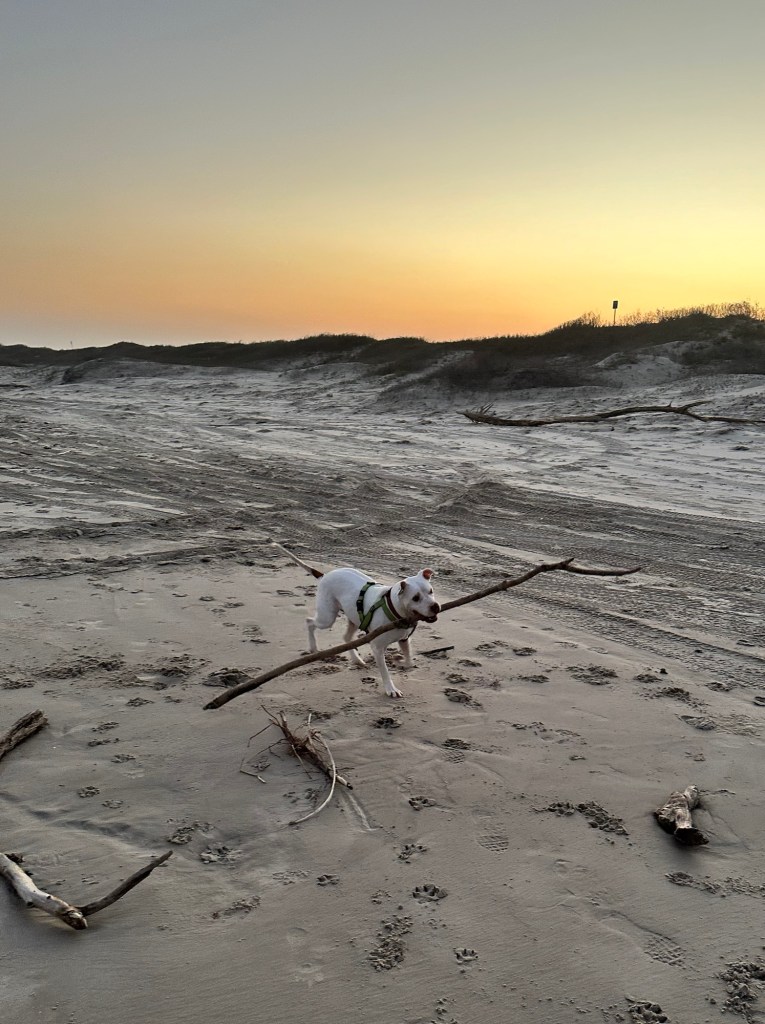 Peter with stick at Mustang Island State Park beach in Corpus Christi, Texas. Picture by Happy Vegan Campers.