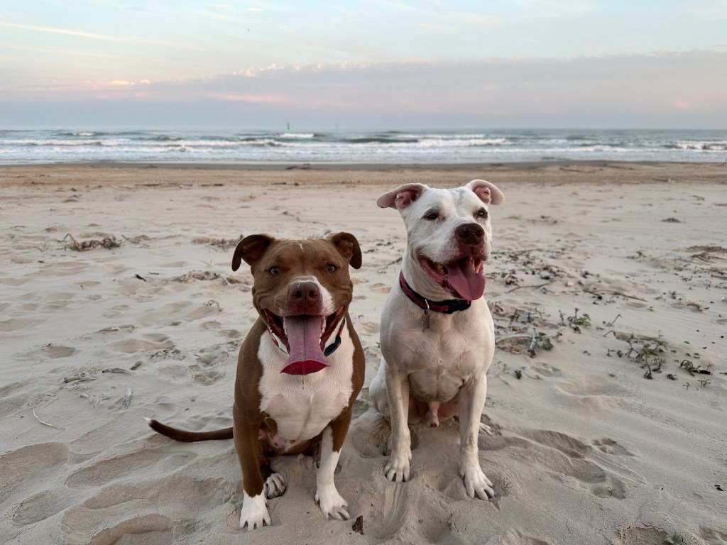 Peter and Marcel on beach at Mustang Island State Park in Corpus Christi, Texas. Picture by Happy Vegan Campers.