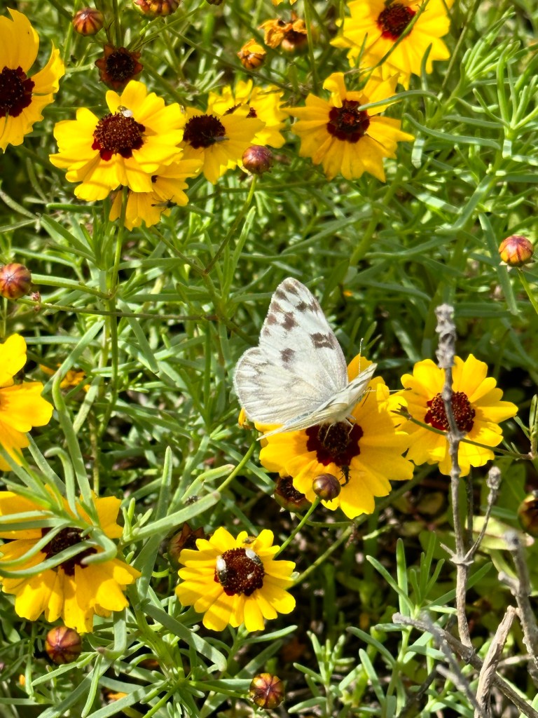 Butterfly on flower at Port Aransas Bird Preserve in Port Aransas, Texas. Picture by Happy Vegan Campers.