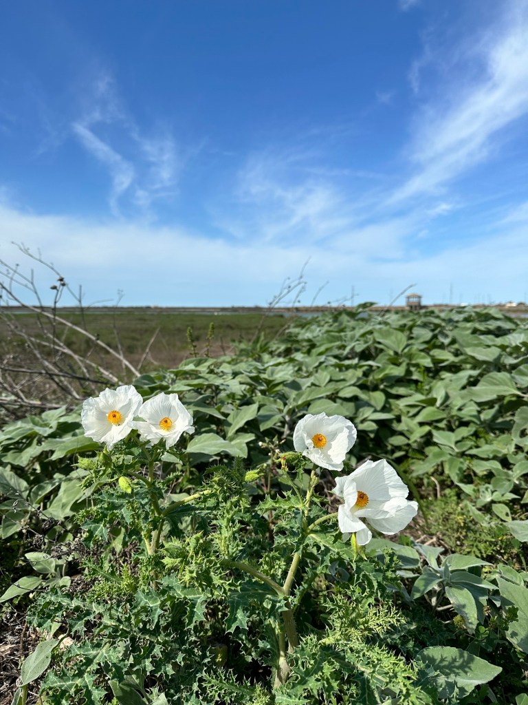 Port Aransas Bird Preserve in Port Aransas, Texas. Picture by Happy Vegan Campers.