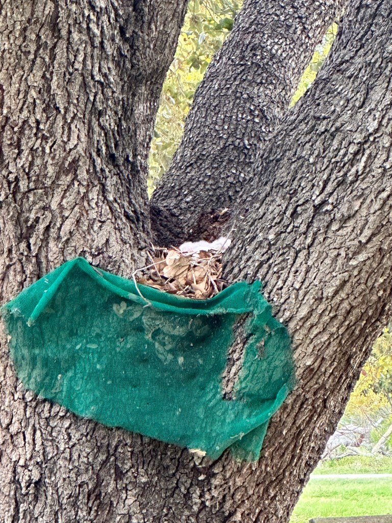 Great Horned Owl nest at Choke Canyon State Park in Calliham, Texas. Picture by Happy Vegan Campers.
