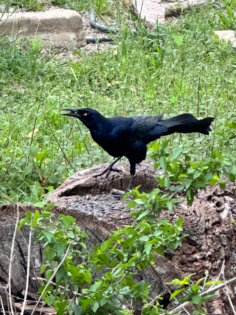 Great Tailed Grackle at Choke Canyon State Park in Calliham, Texas. Picture by Happy Vegan Campers.
