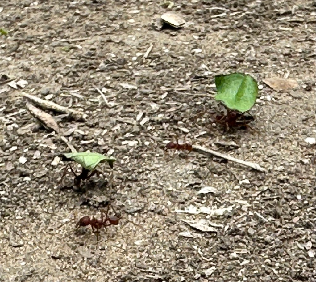 Leaf Cutter Ants at Choke Canyon State Park in Calliham, Texas. Picture by Happy Vegan Campers.