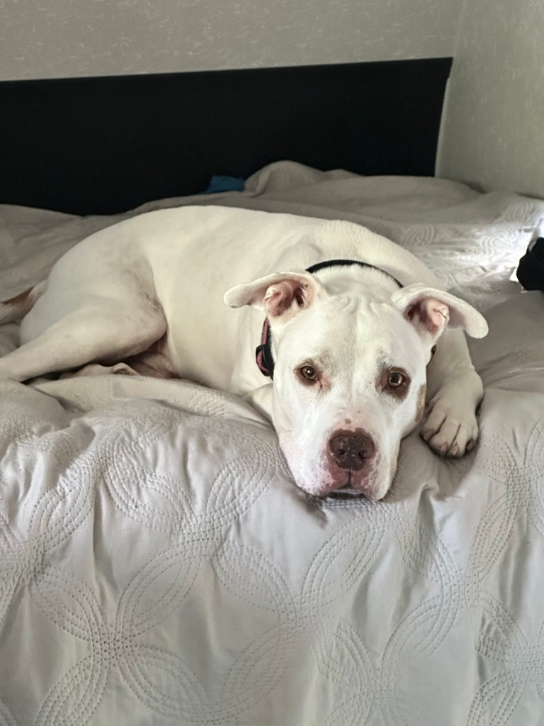 Happy Vegan Campers dog relaxing