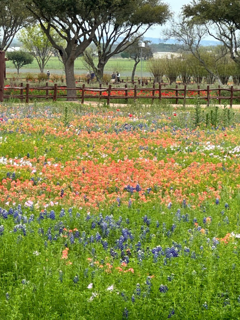 Happy Vegan Campers at Wildseed Farms in Fredericksburg Texas