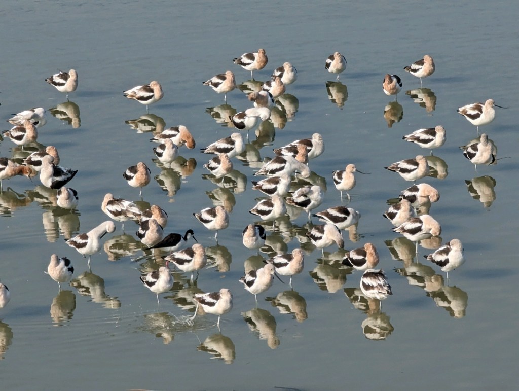 American Avocet at Port Aransas Nature Preserve in Port Aransas, Texas. Picture by Happy Vegan Campers.