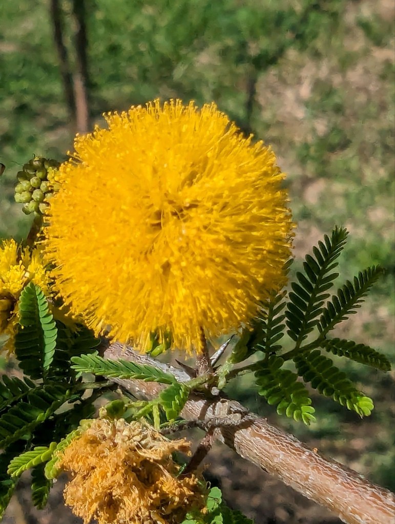 Vachellia at Choke Canyon State Park in Calliham, Texas. Picture by Happy Vegan Campers.