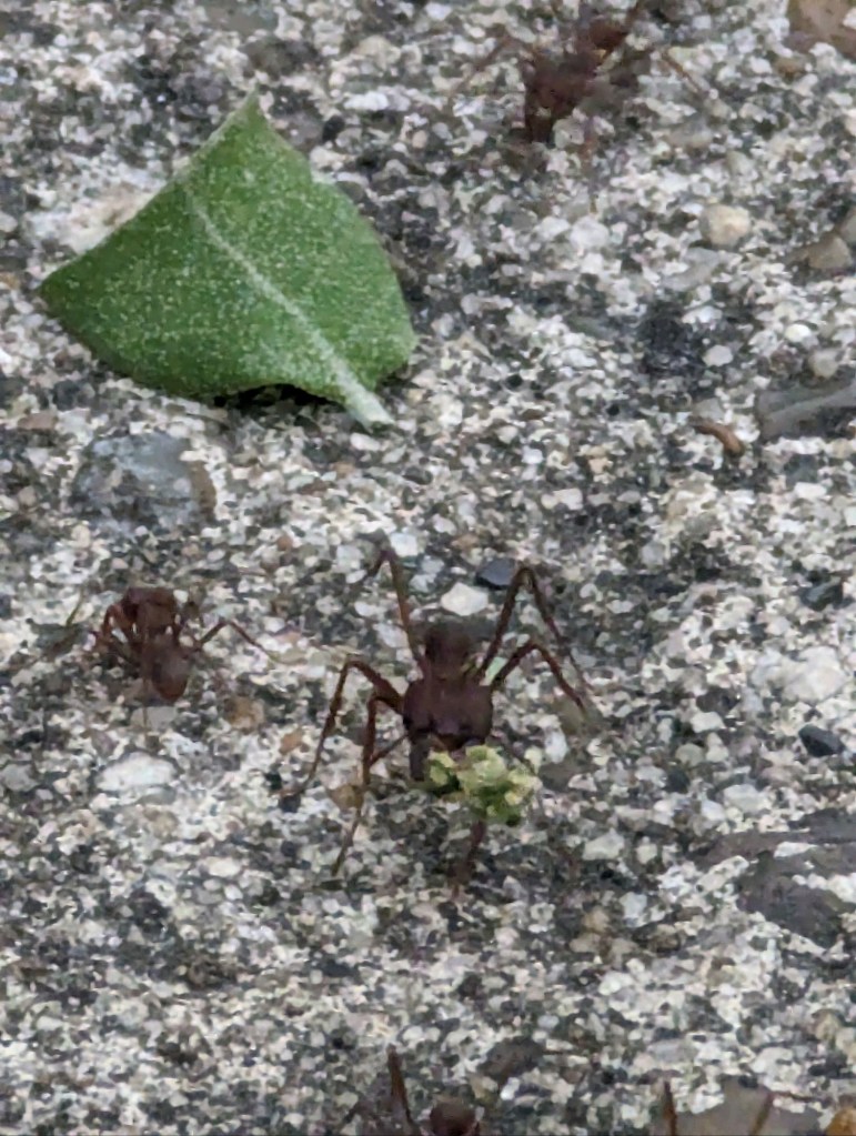 Leaf cutter ants at Choke Canyon State Park in Calliham, Texas. Picture by Happy Vegan Campers.