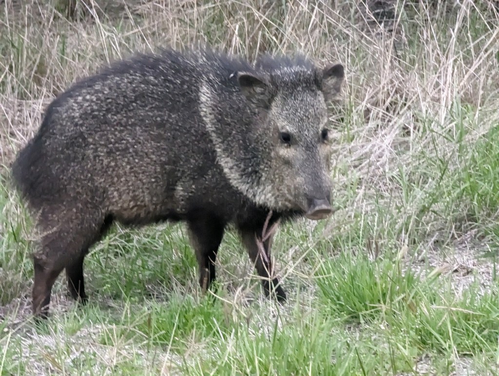 Javelina at Choke Canyon State Park in Calliham, Texas. Picture by Happy Vegan Campers.