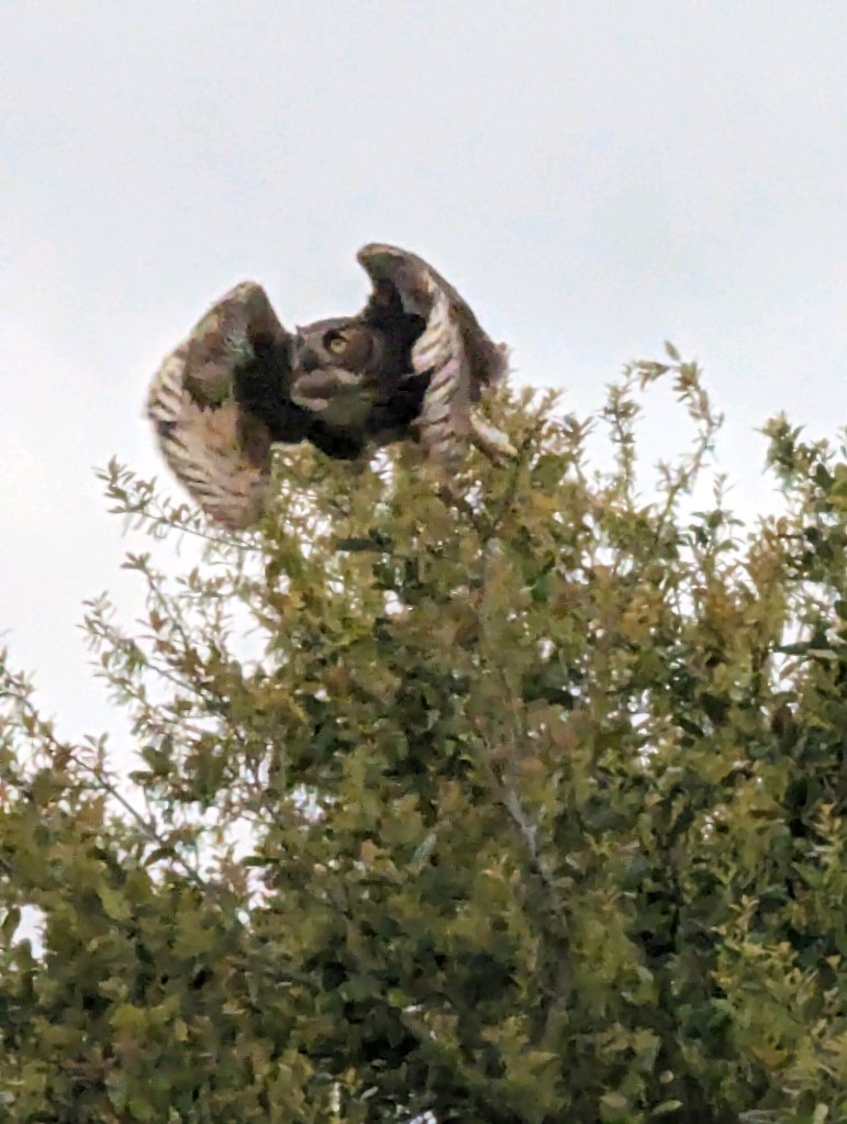 Great Horned Owl at Choke Canyon State Park in Calliham, Texas. Picture by Happy Vegan Campers.