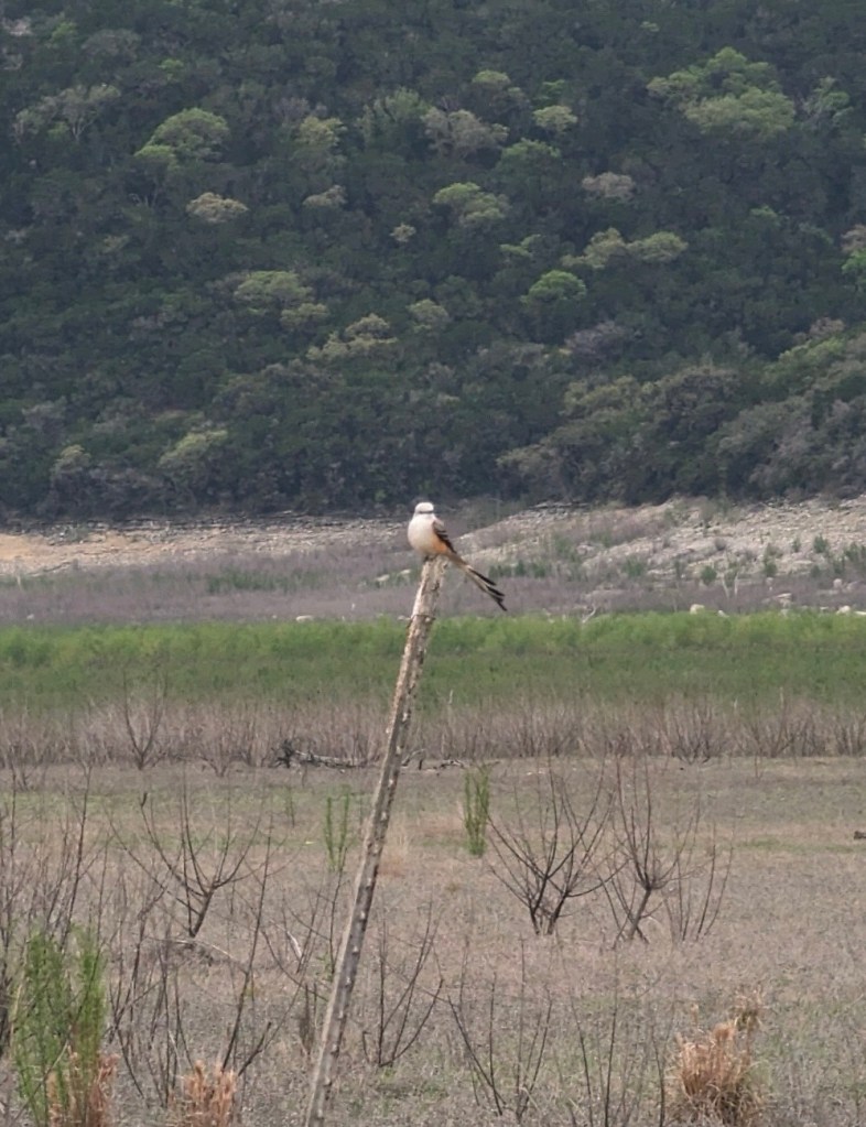 Bird at Thousand Trails Lake Medina in Lakehills, Texas. Picture by Happy Vegan Campers.