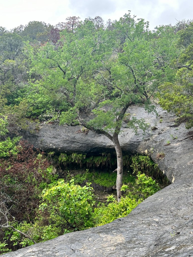 Fern Ledge at Meridian State Park in Meridian, Texas. Picture by Happy Vegan Campers.