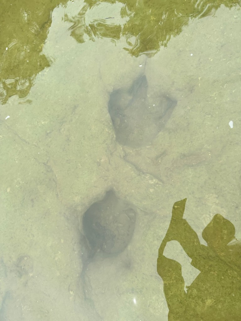 Dinosaur tracks at Dinosaur Valley State Park in Glen Rose, Texas. Picture by Happy Vegan Campers.