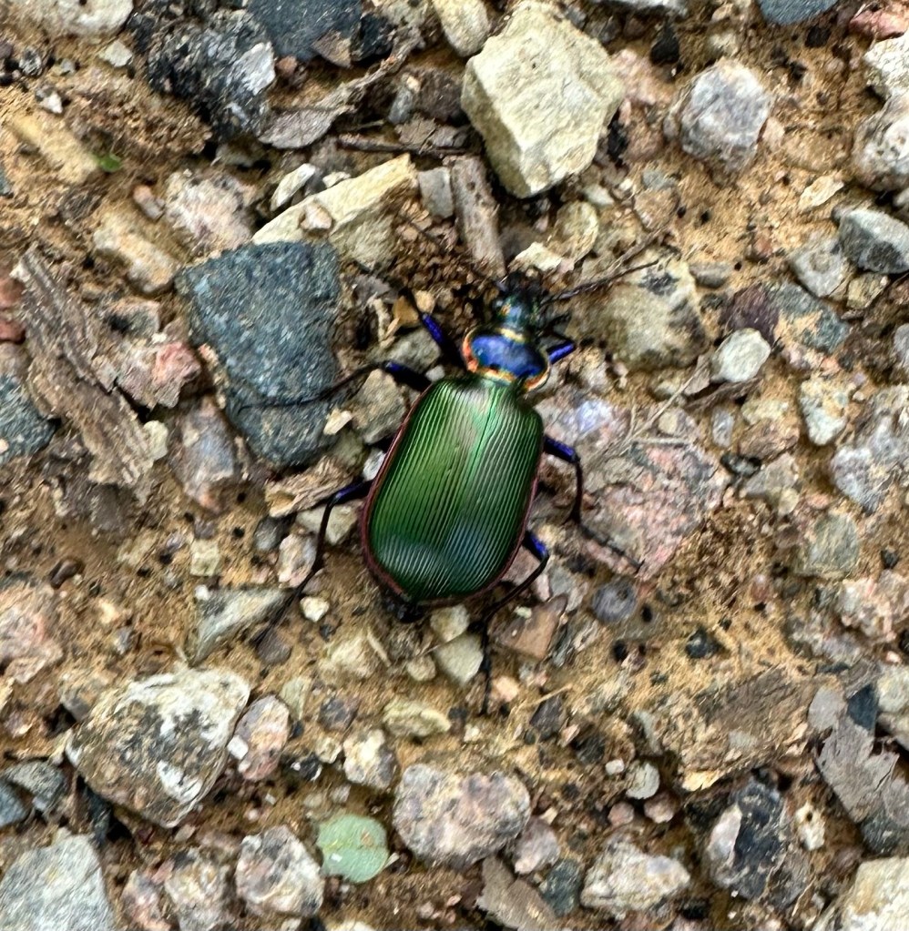 Beetle at Thousand Trails Lake Texoma in Gordonville, Texas. Picture by Happy Vegan Campers.