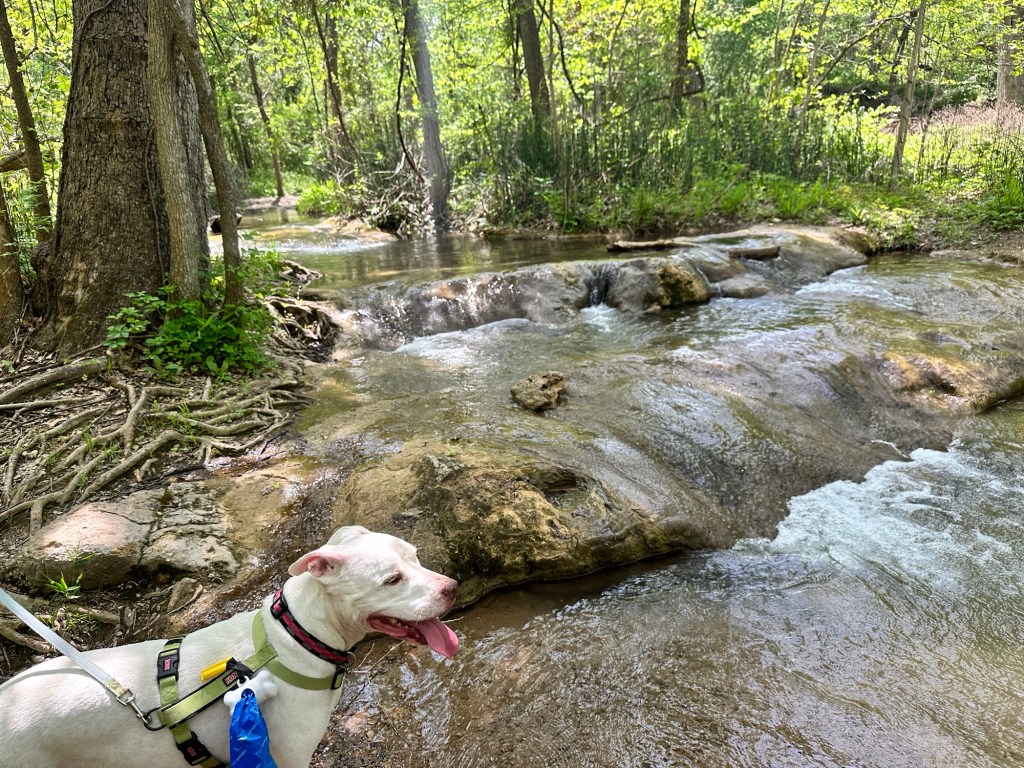 Happy Vegan Campers Chickasaw National Recreation Area dog by stream