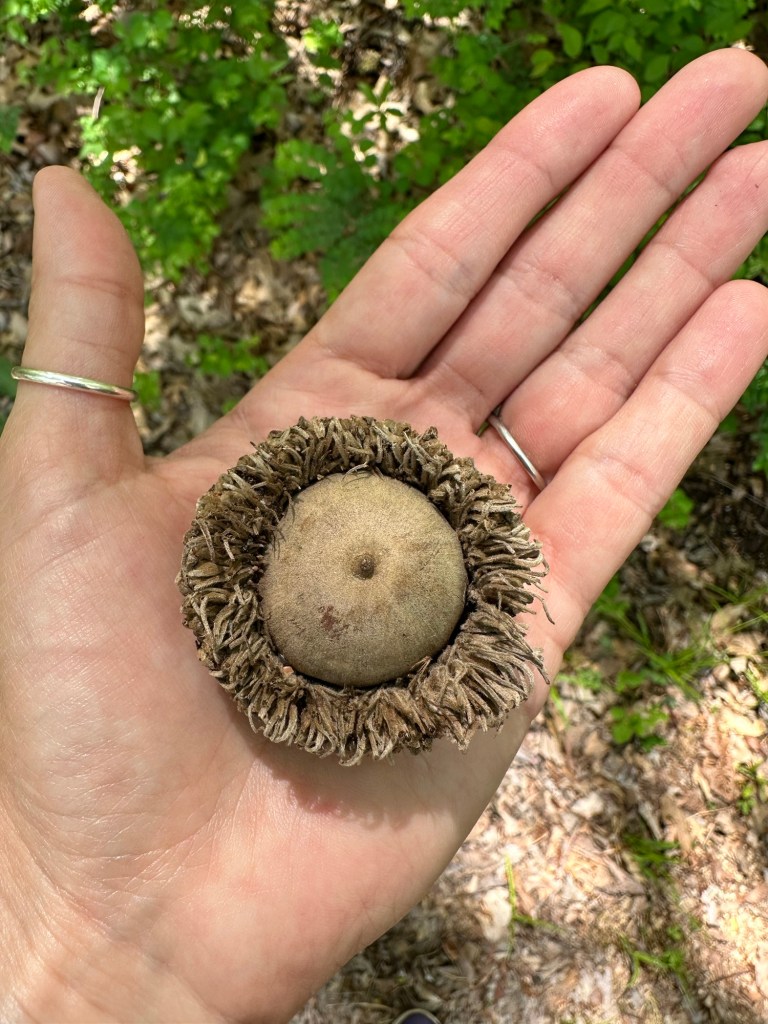 Happy Vegan Campers Bur Oak acorn